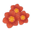 three flowers