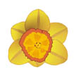 yellow flower