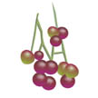 cherries