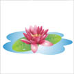 water lily
