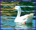 swan Indian goose nature free photos images pictures