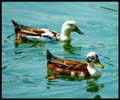 pair of ducks nature free photos images pictures